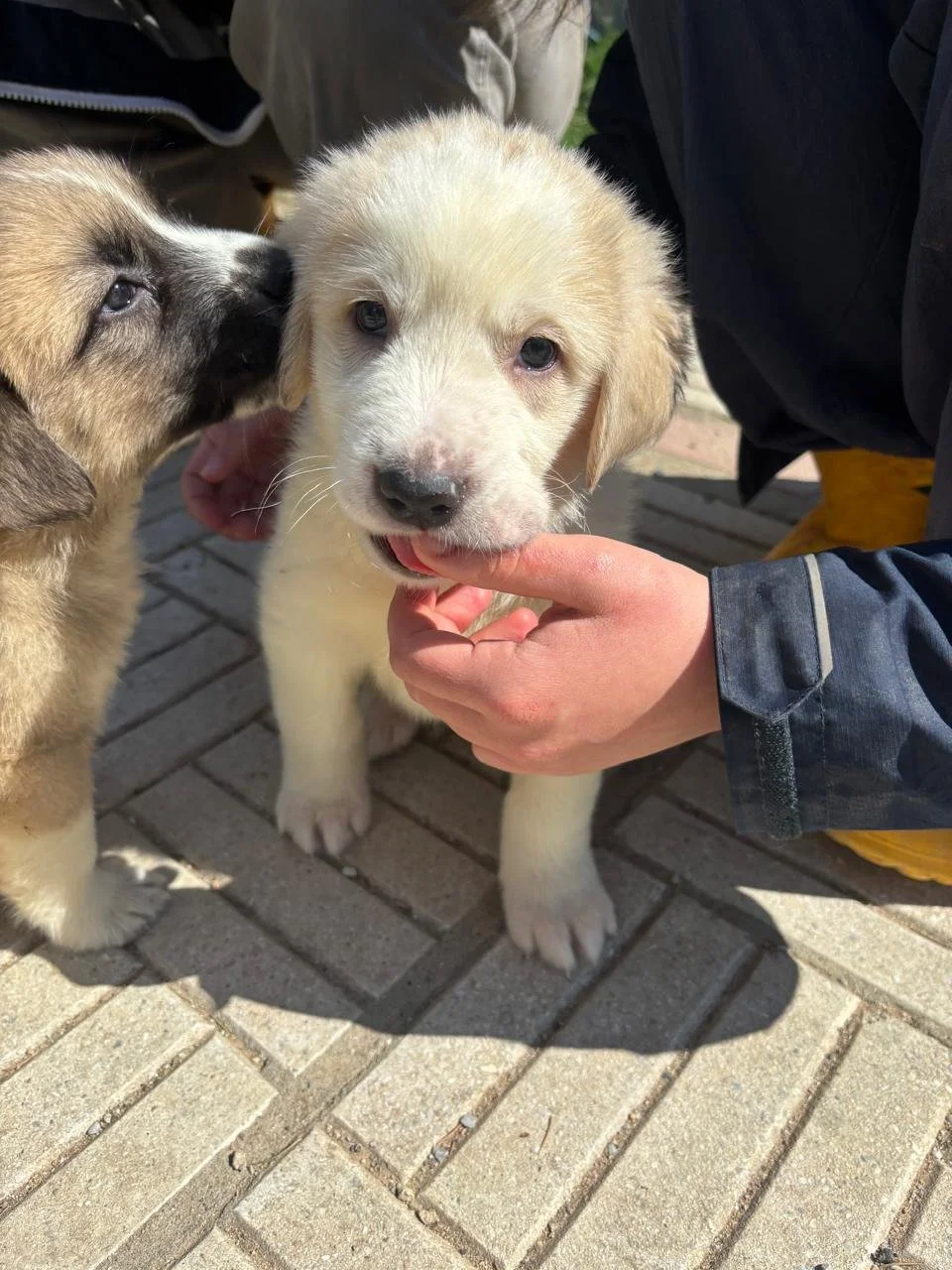 WhatsApp Image 2026-04-03 at 13.29.01(5).jpeg