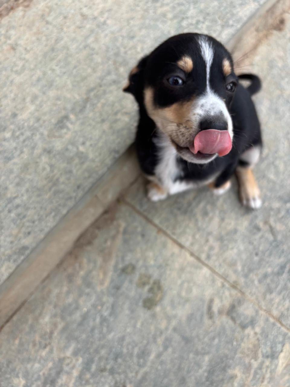ziggy3.jpeg
