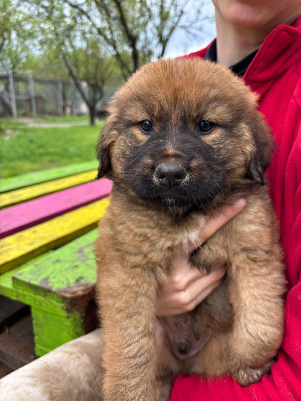 Chewbacca 12.jpg