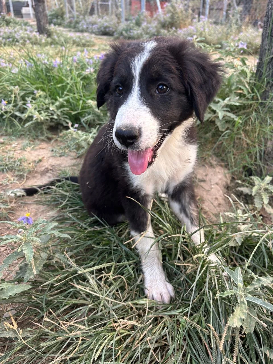 willow5.jpg