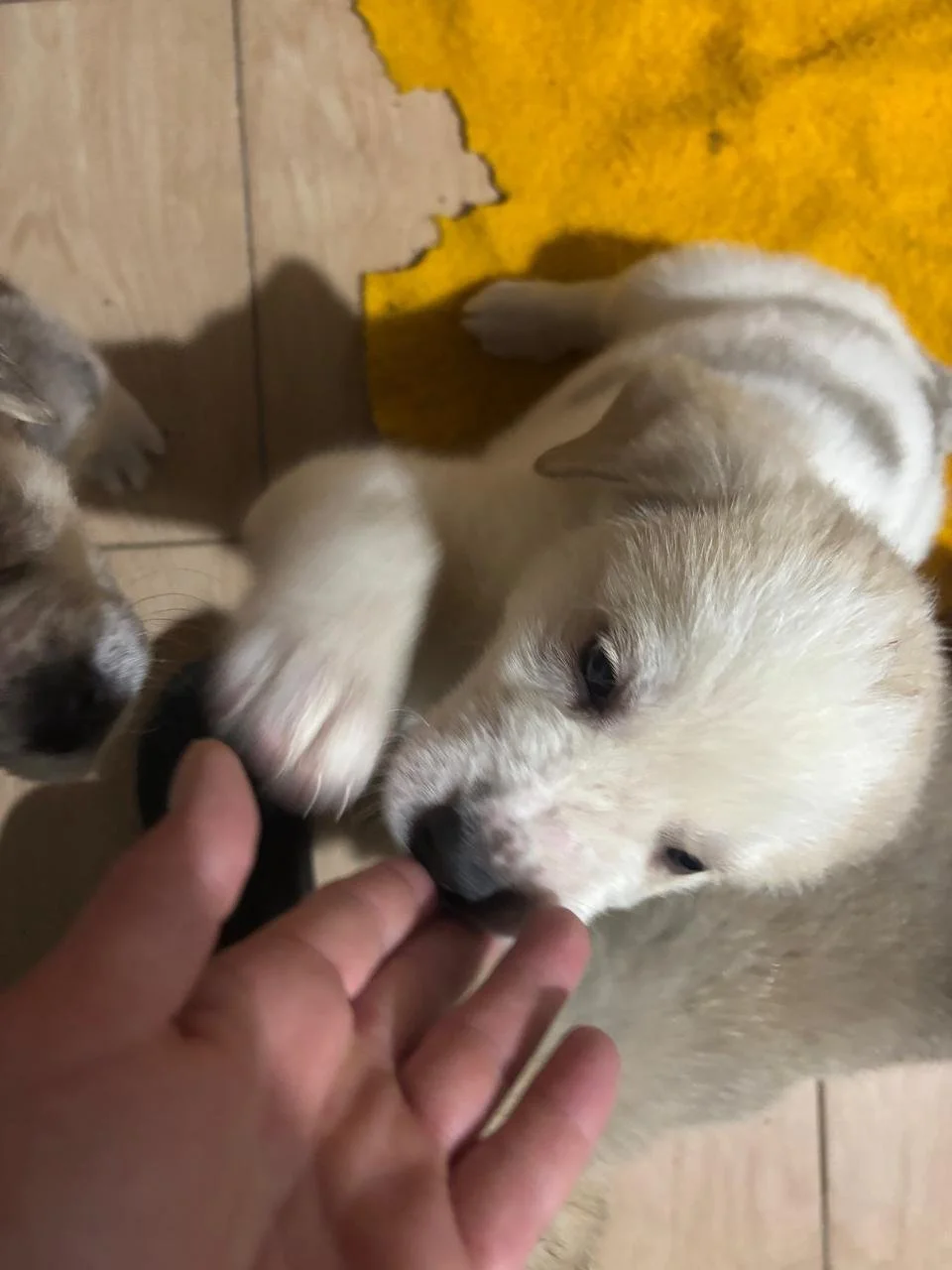 WhatsApp Image 2026-04-03 at 13.29.01(7).jpeg