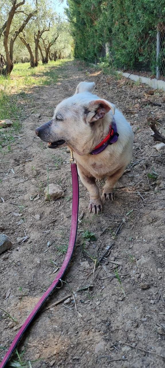 dobby1.jpg