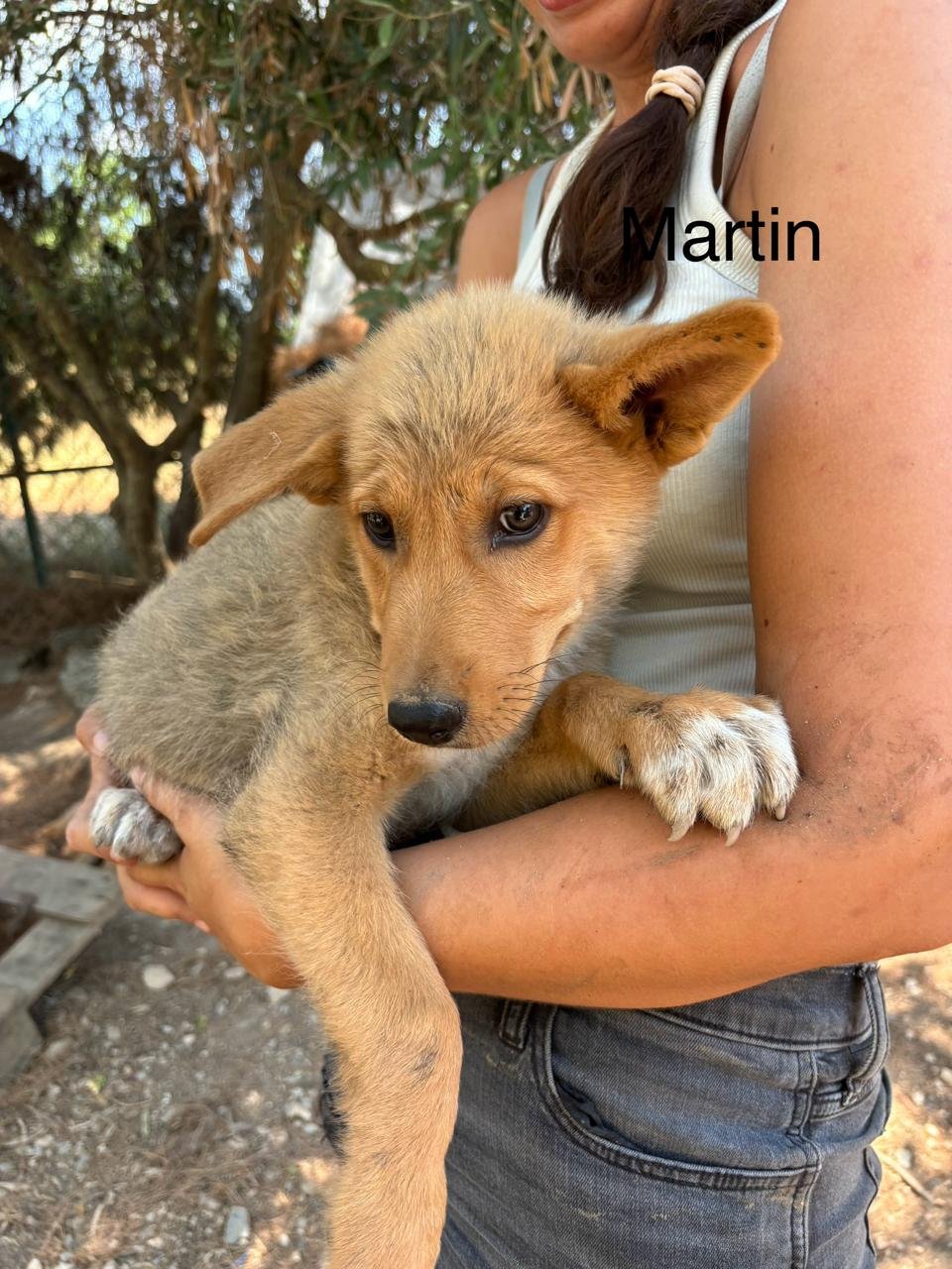 Martin5.jpeg
