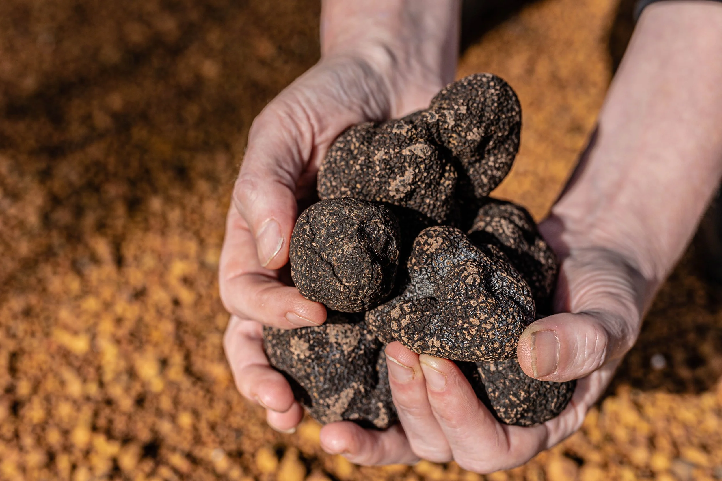 The Straits Times - Carolyn Beasley's take on Earn Your Vino - Beneath the Surface - Pemberton truffles