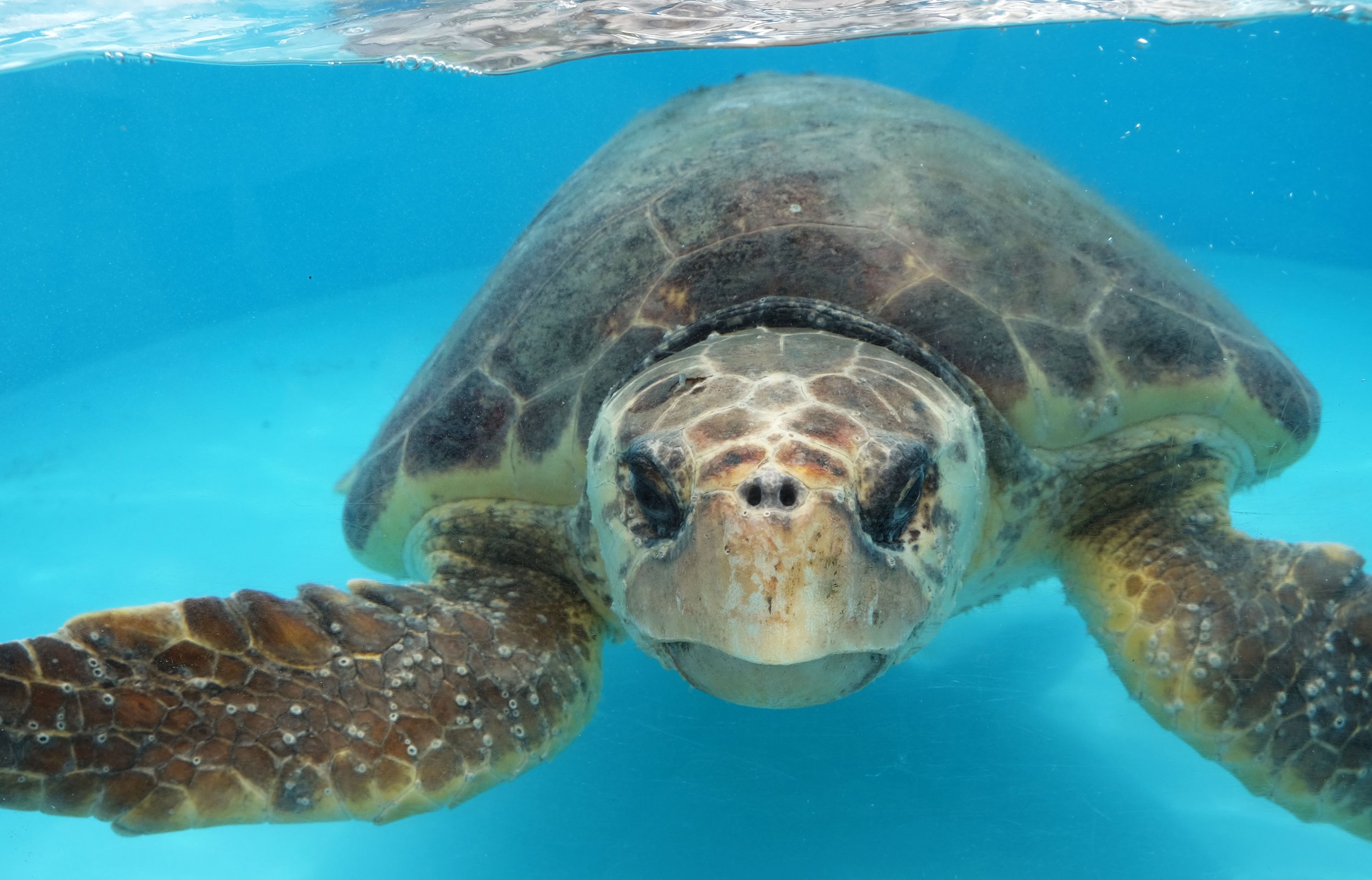 turtle.jpeg
