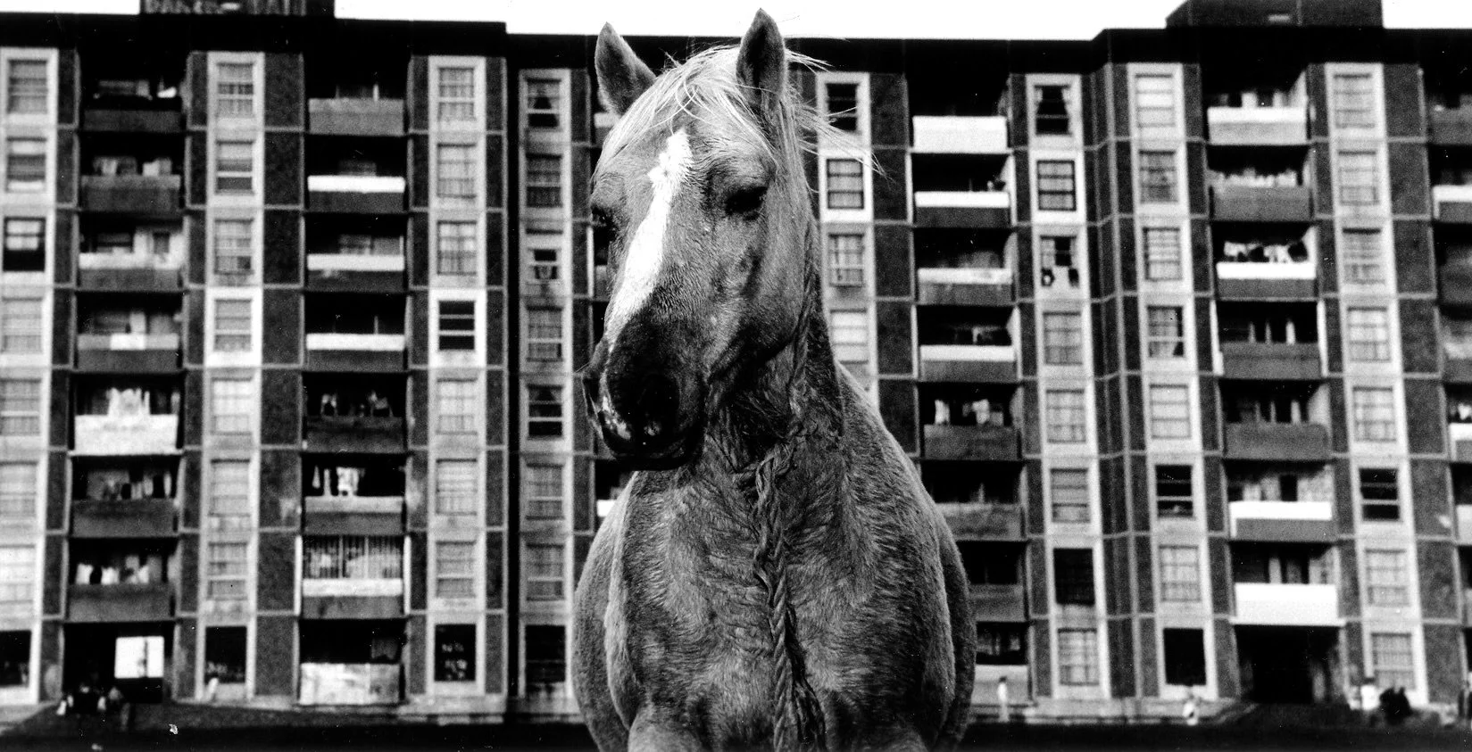 10. 4 Dublin-horse copy.jpg