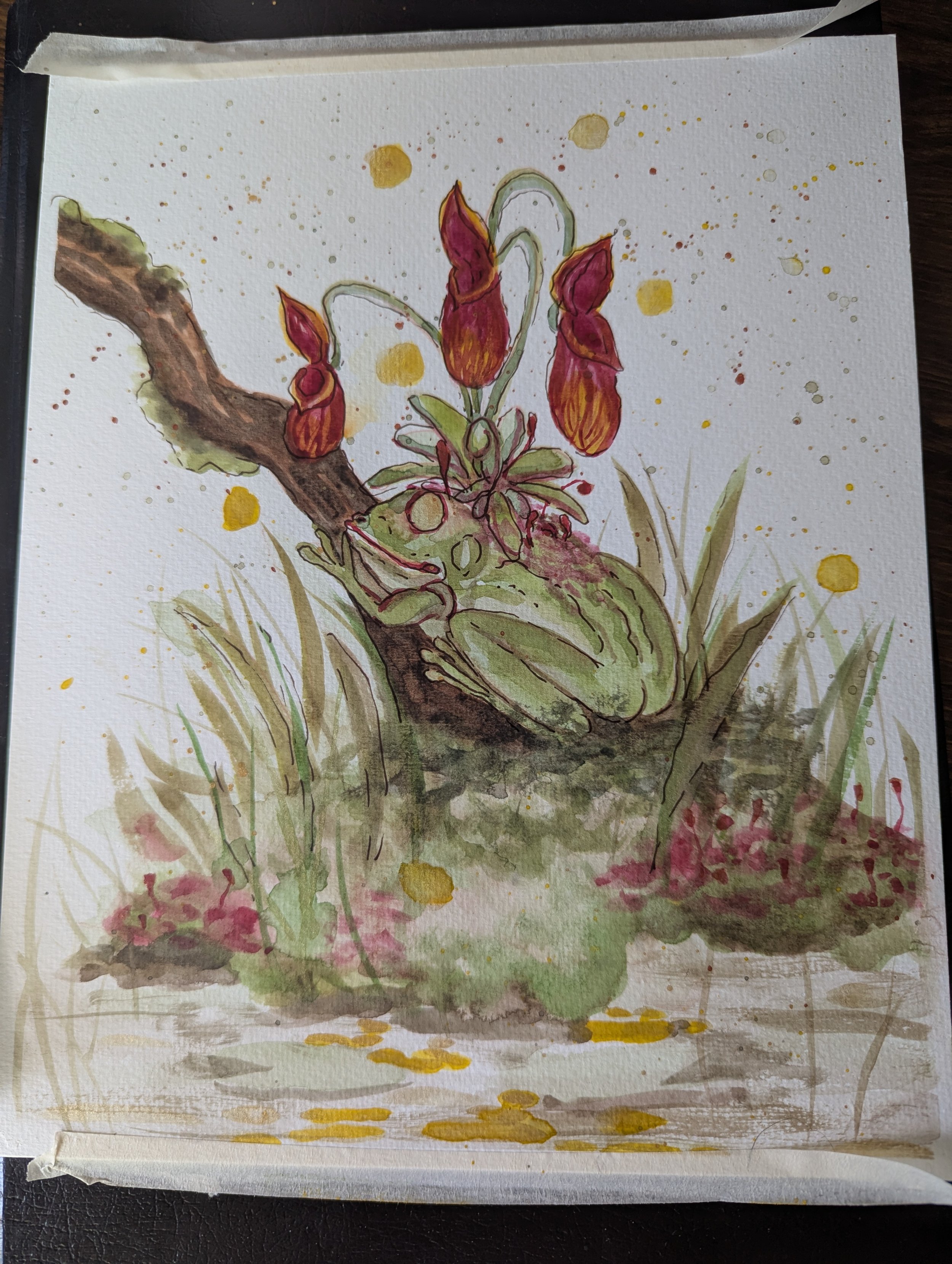 First Little Frog Butt Study
