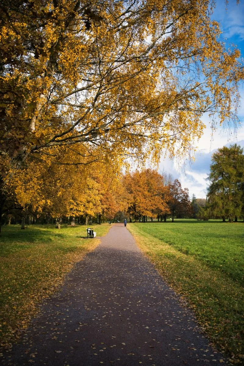 paved path in a park with golden autumn trees and leaves on the ground to represent taking a walk to give yourself physical space to practice defusion so you can choose how to respond