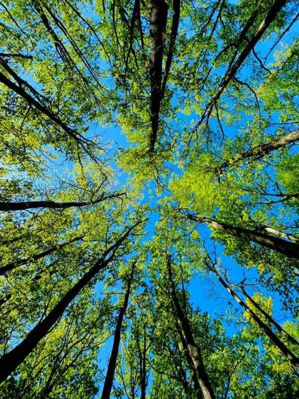 view from ground looking up to sky through trees representing a different perspective and mindful noticing