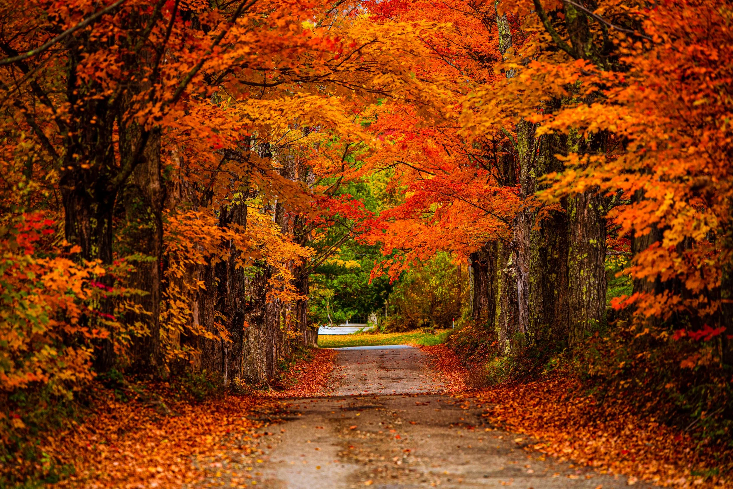 Fall Picture Website.jpg