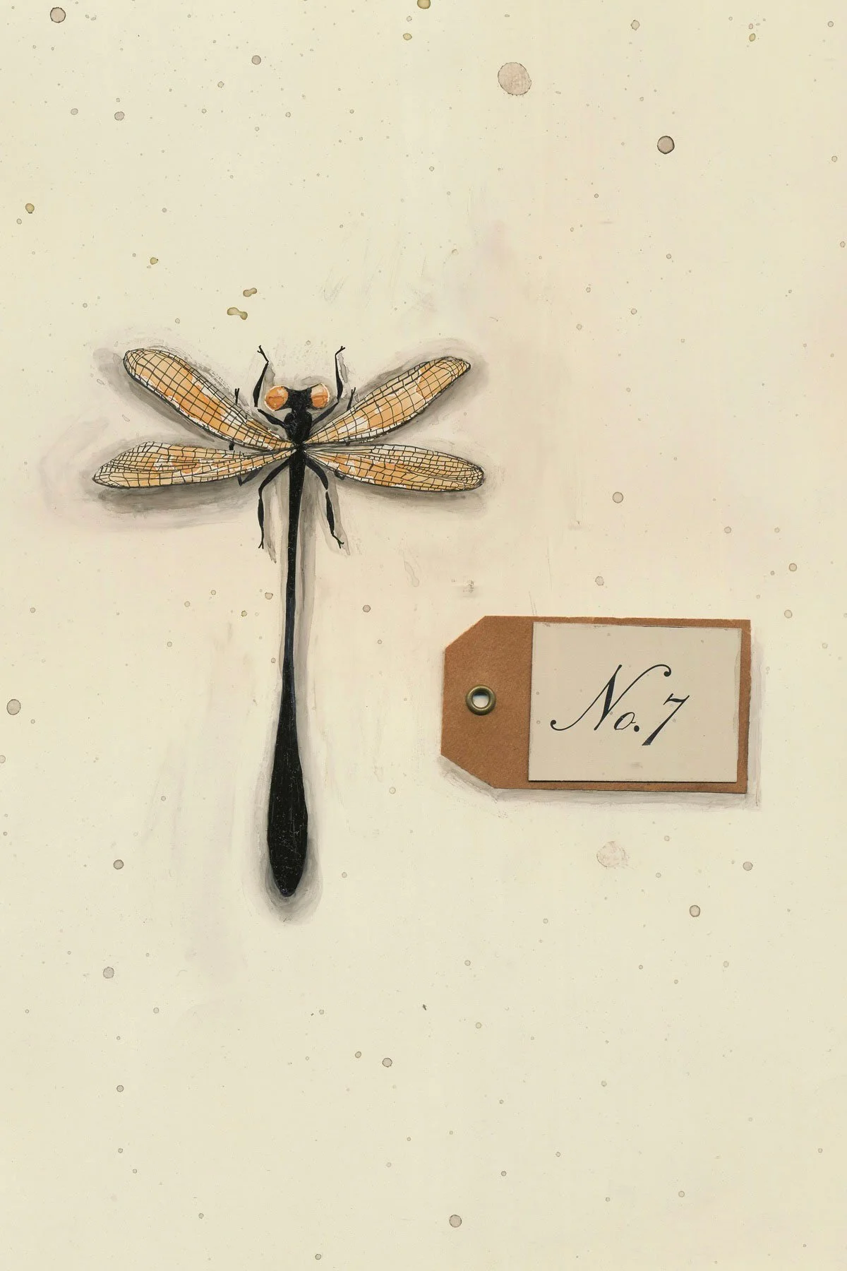 Specimen No. 7. Golden Skimmer