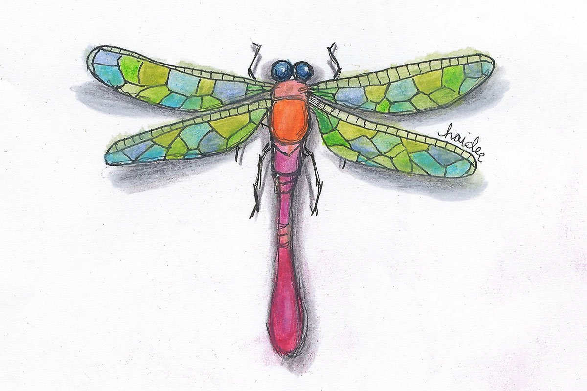 Specimen No. 61. The Bedside Lanternfly