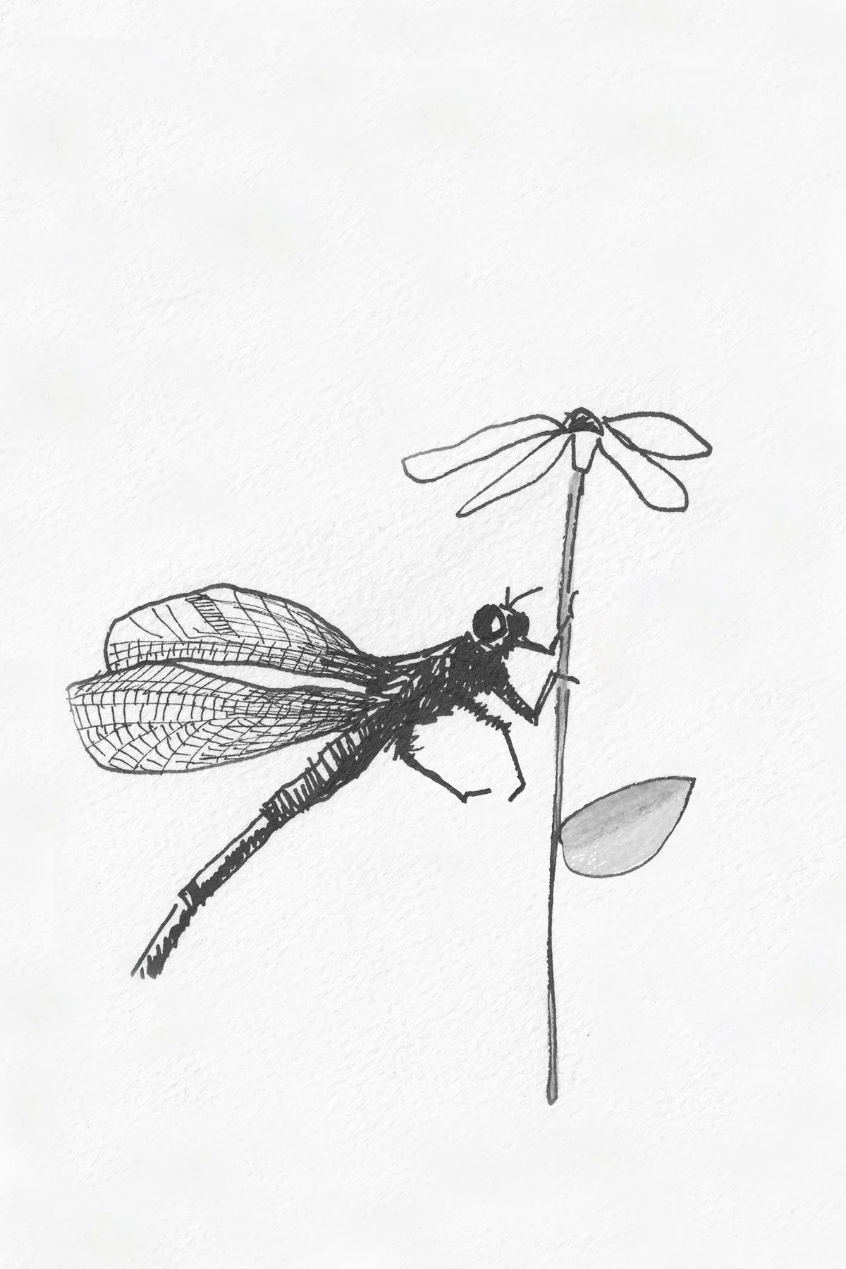 Specimen No. 68 The Crooked-Legg Snapwing (A Tribute to Shel Silverstein)