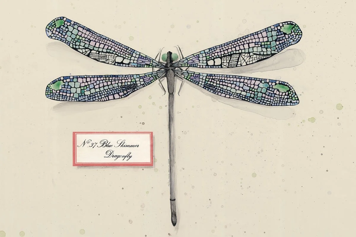 Specimen No. 37. Blue Skimmer Dragonfly