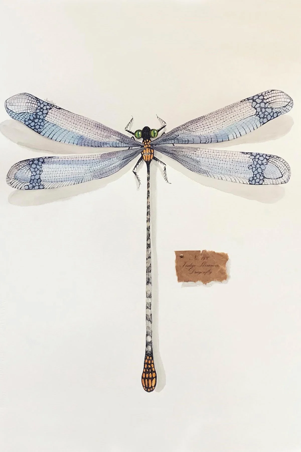 Specimen No. 143 — Indigo Skimmer Dragonfly