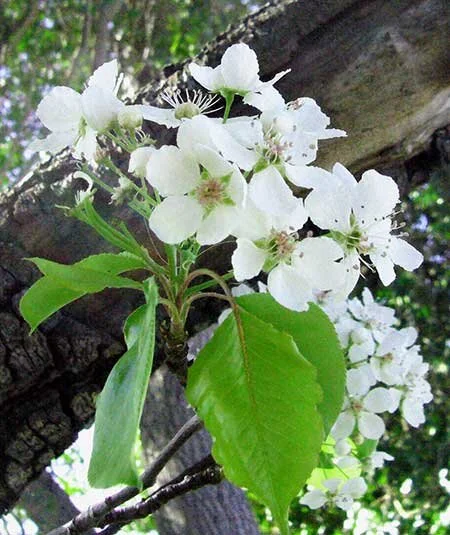 Beautiful Callery Pear Tree