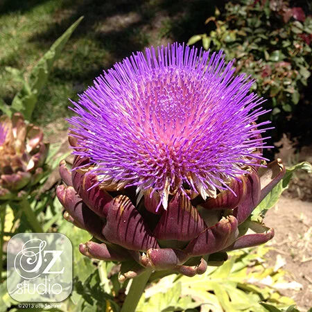 Beautiful Florals-Flowering Artichoke