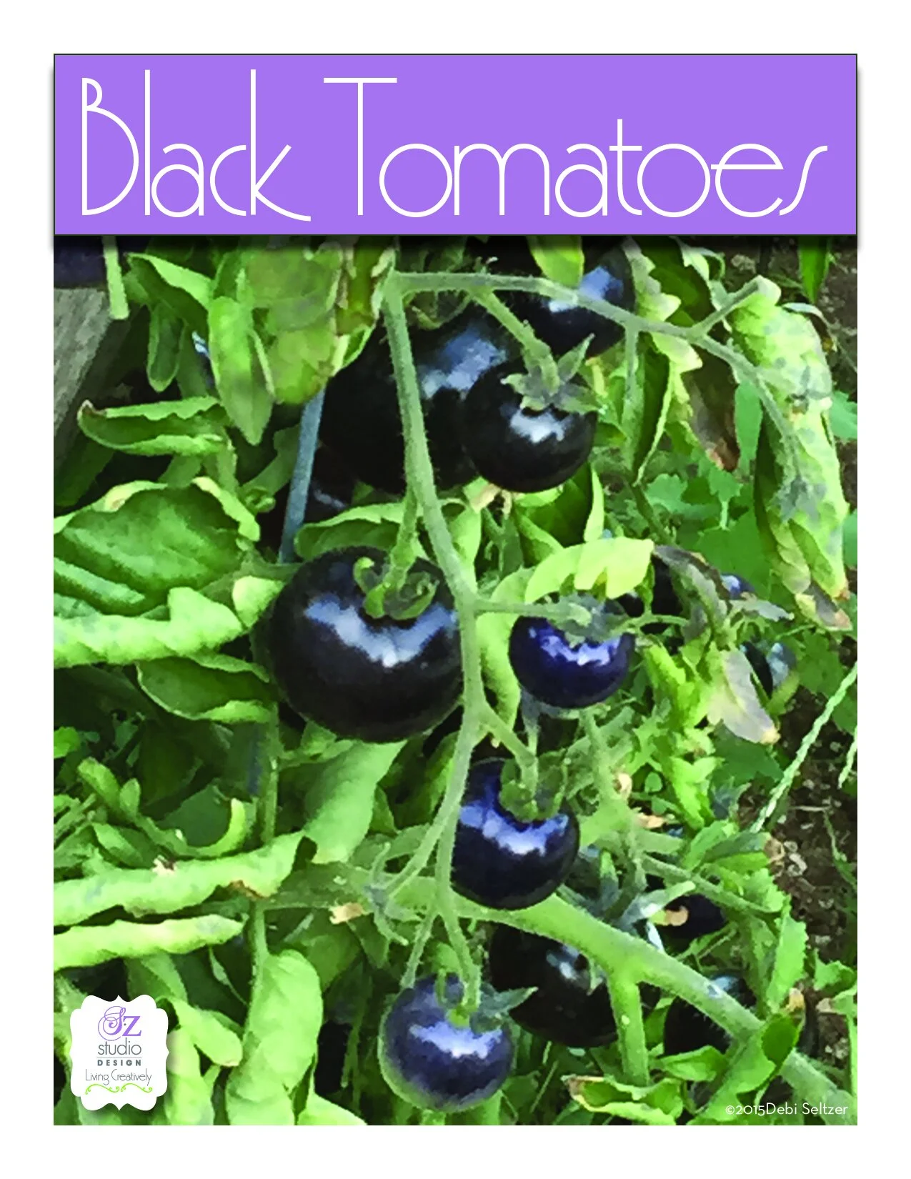 Growing Black Tomatoes