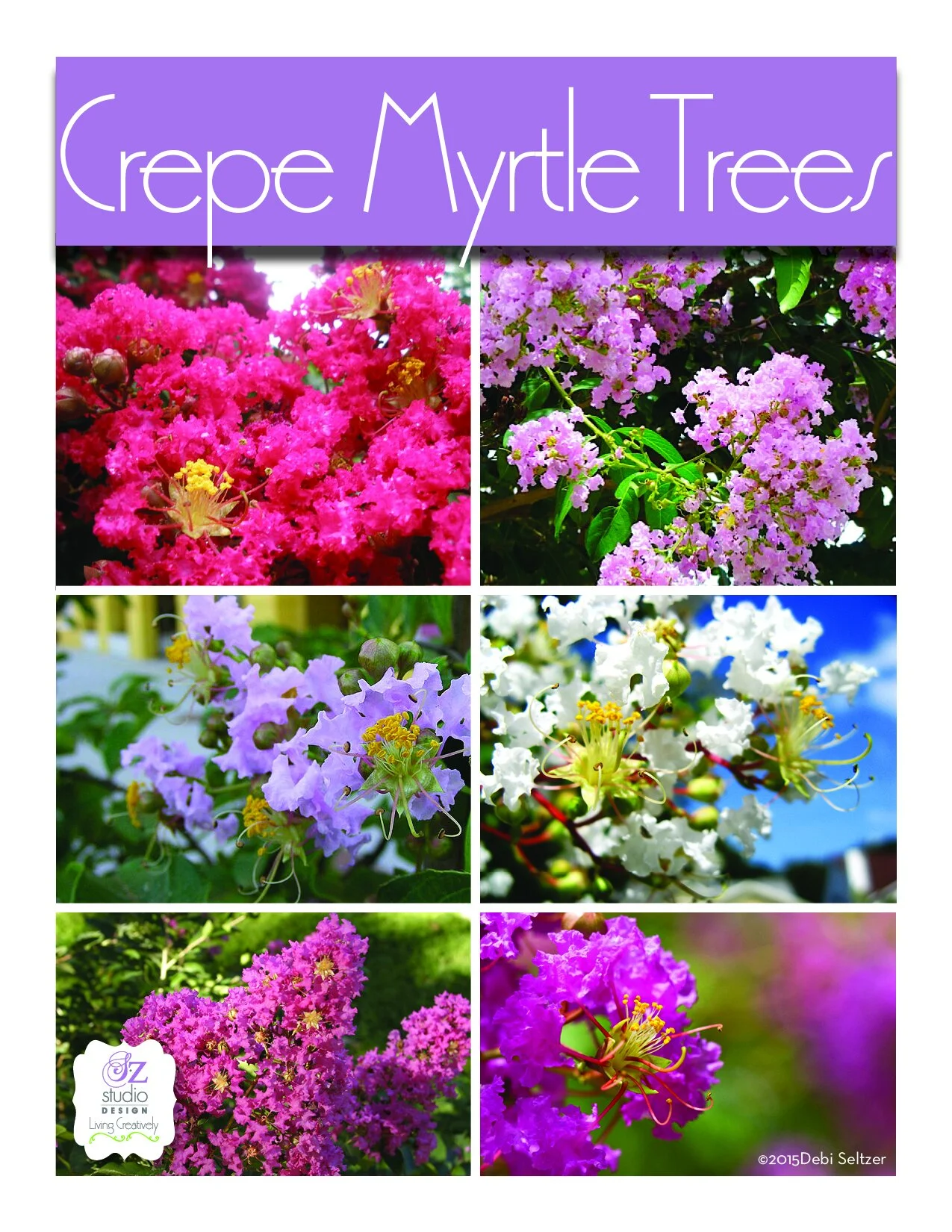 Crepe Myrtle's in Full Bloom!