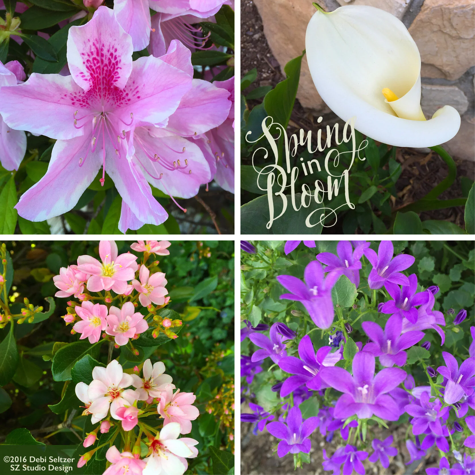 Spring Flowers