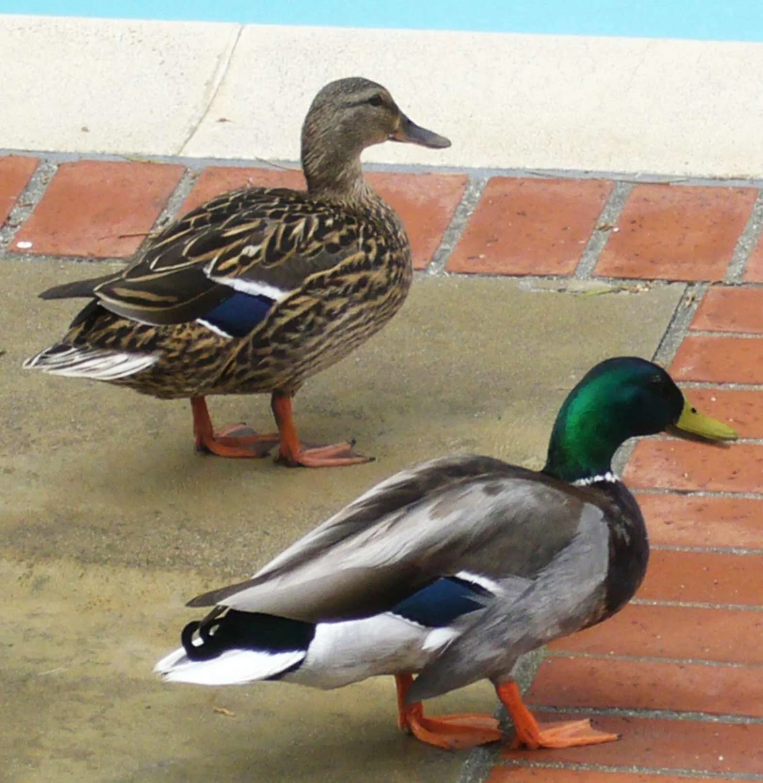 This weather's for the ducks!