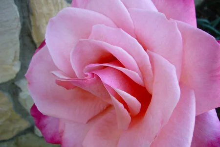 A Perfect Rose