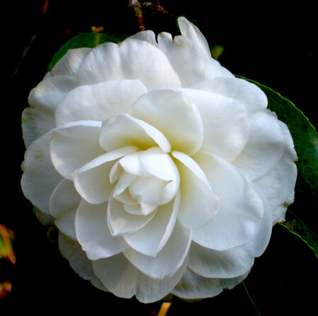 Camellia