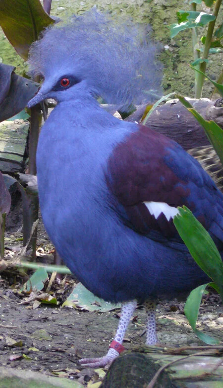 A beauty from the Santa Barbara Zoo