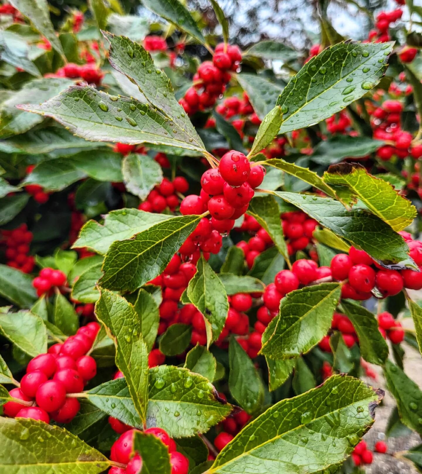 I'm told that the more berries this kind of bush makes, the harsher the coming winter, and, uh, that's a lot of berries 😬