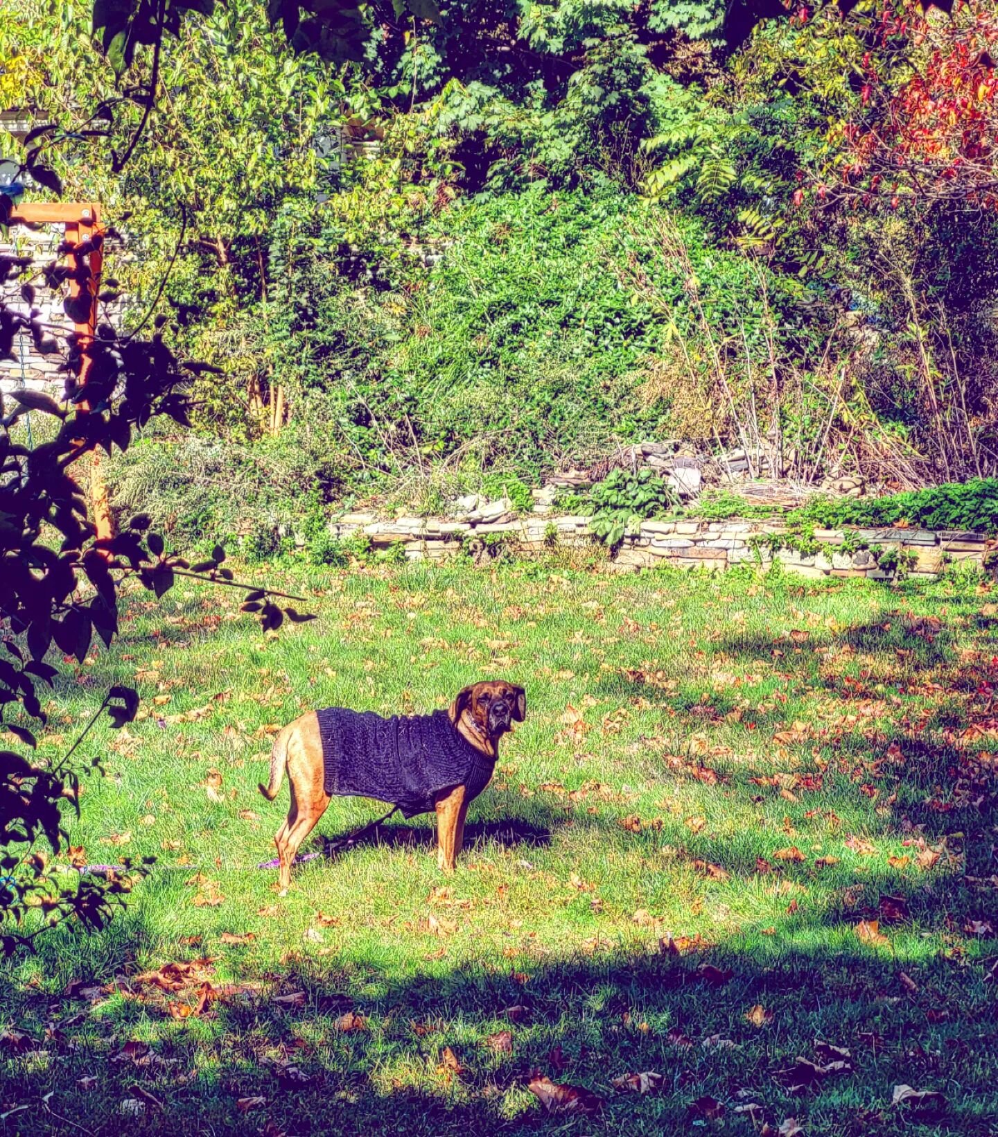 Looking majestic. 🐕