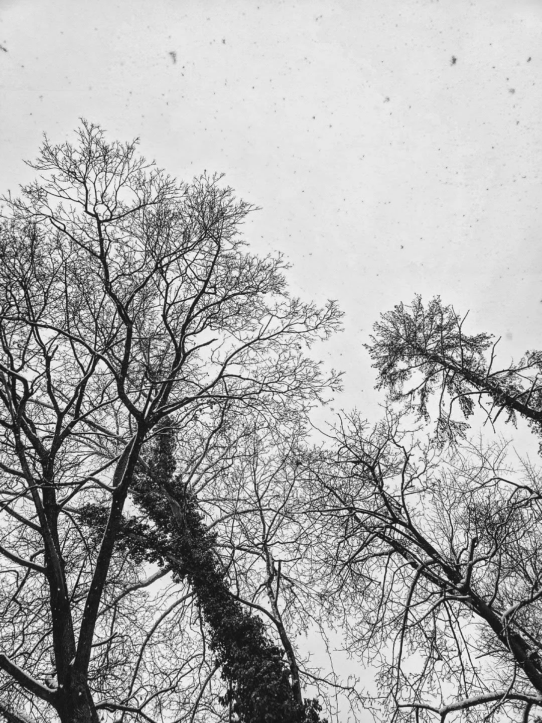 Enjoying the snow we weren't supposed to get these past two days. 🤷

Id: bare trees against white sky with coating of snow on branches, and small flakes in top right corner.