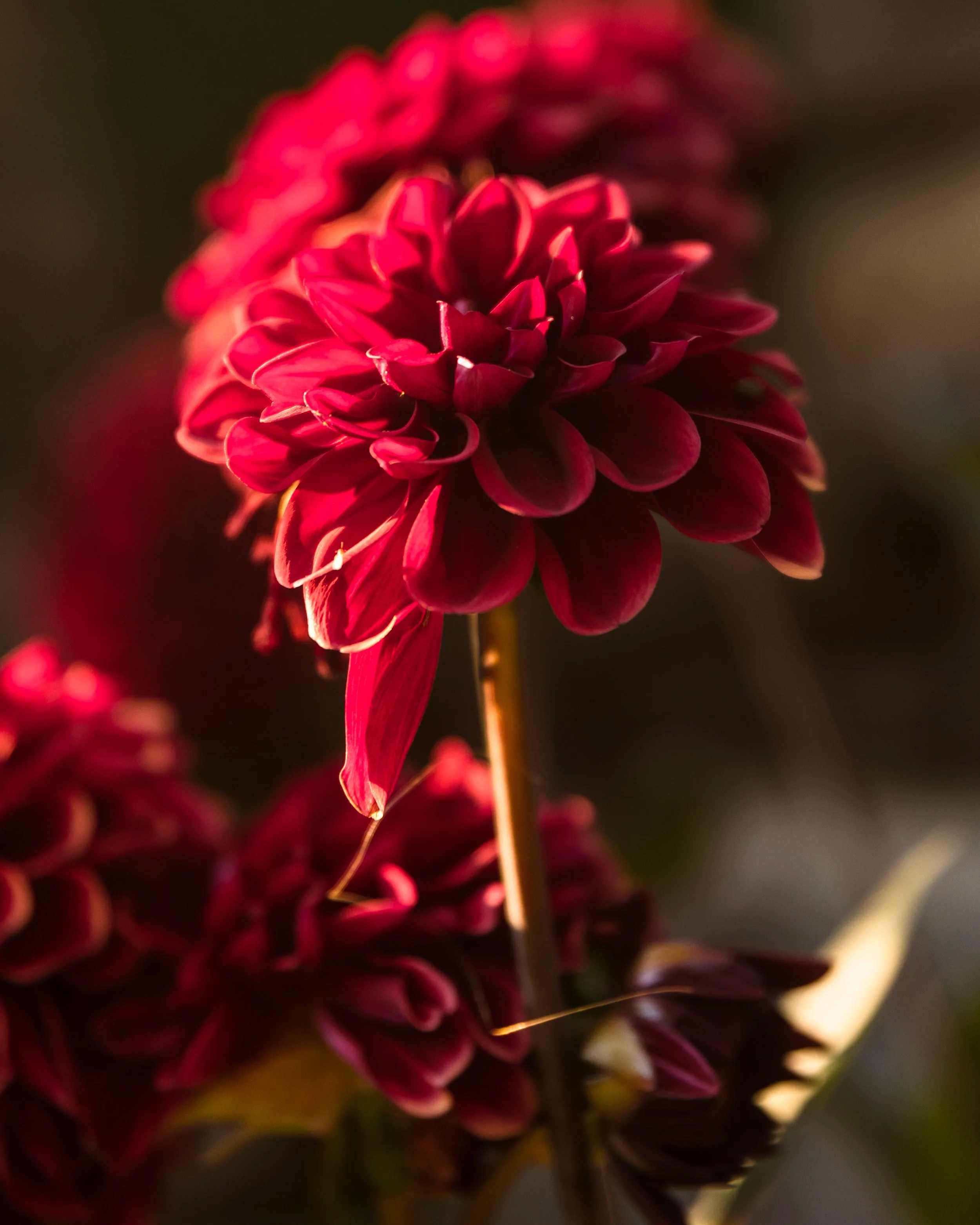 Sara's Garden-4.jpg