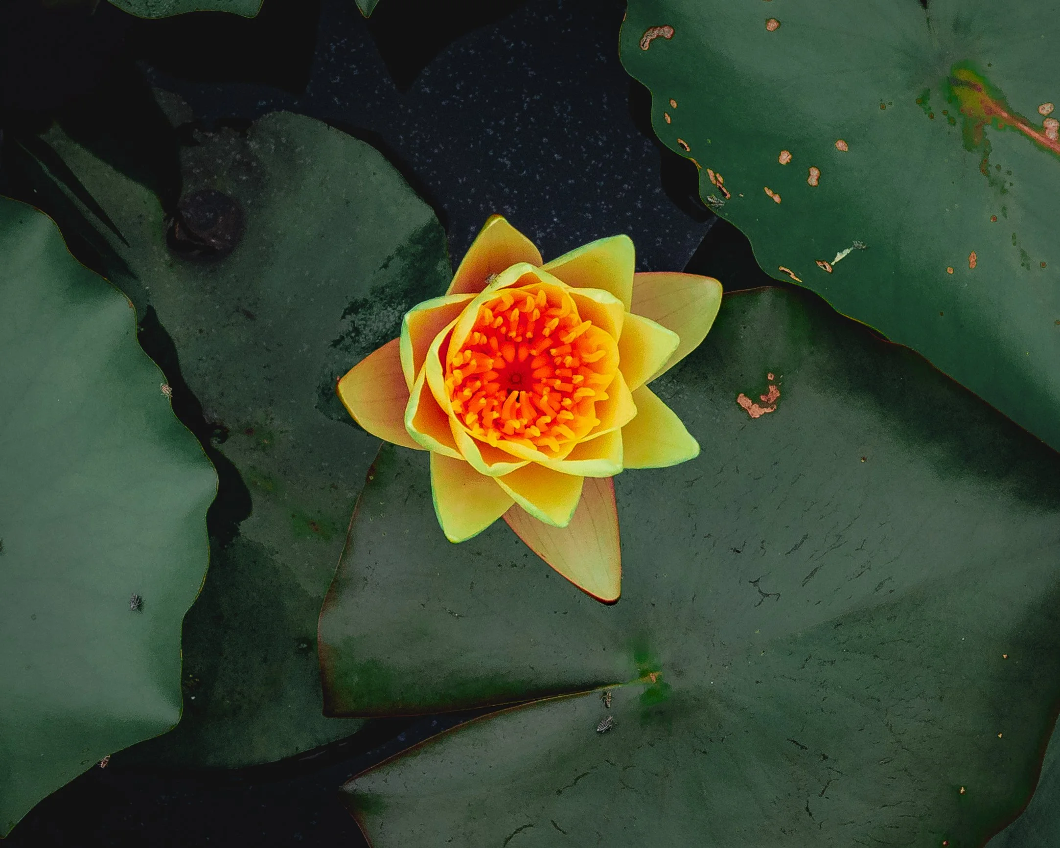 Garden-7.jpg