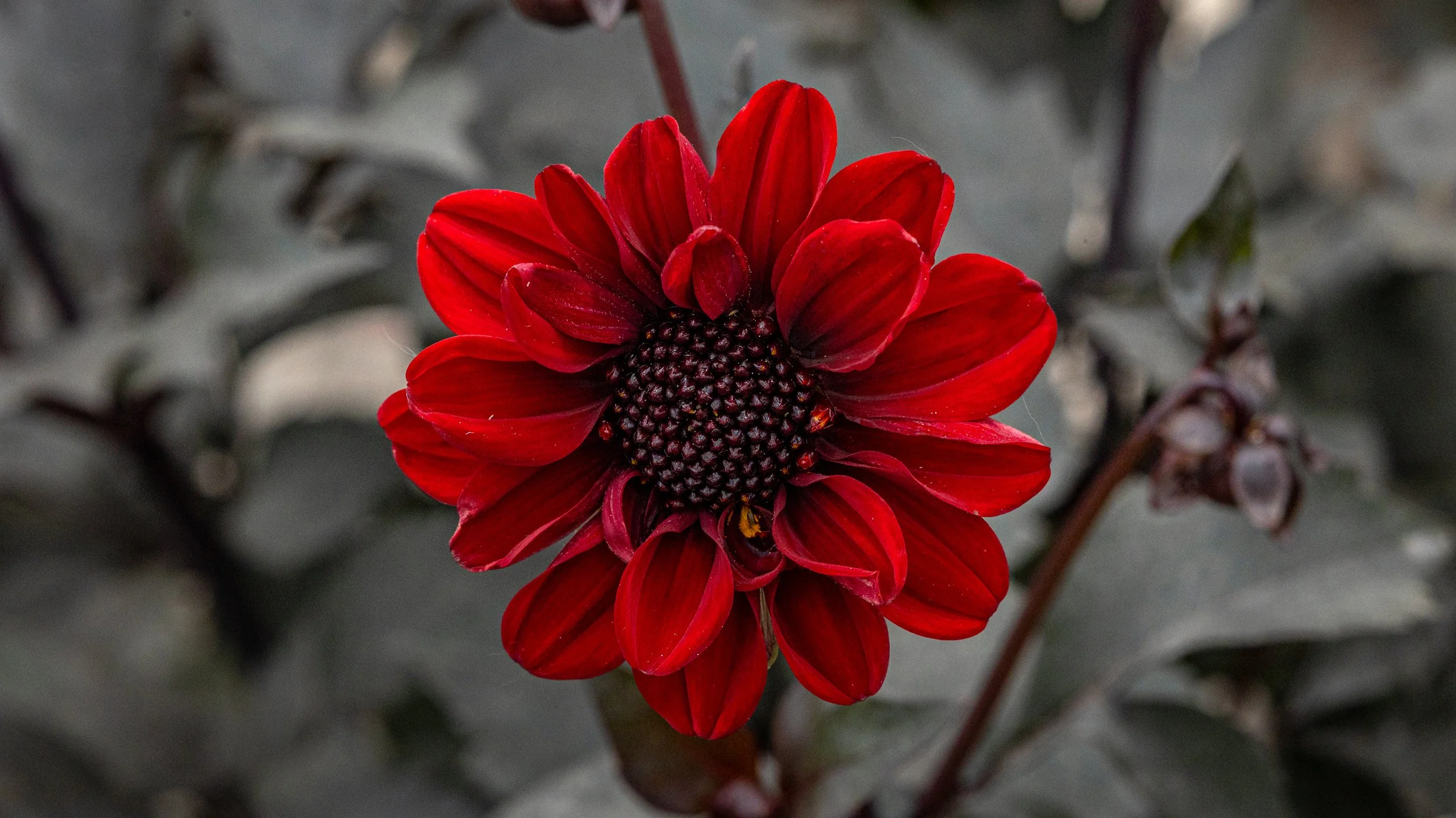 Flowers 16x9-7.jpg