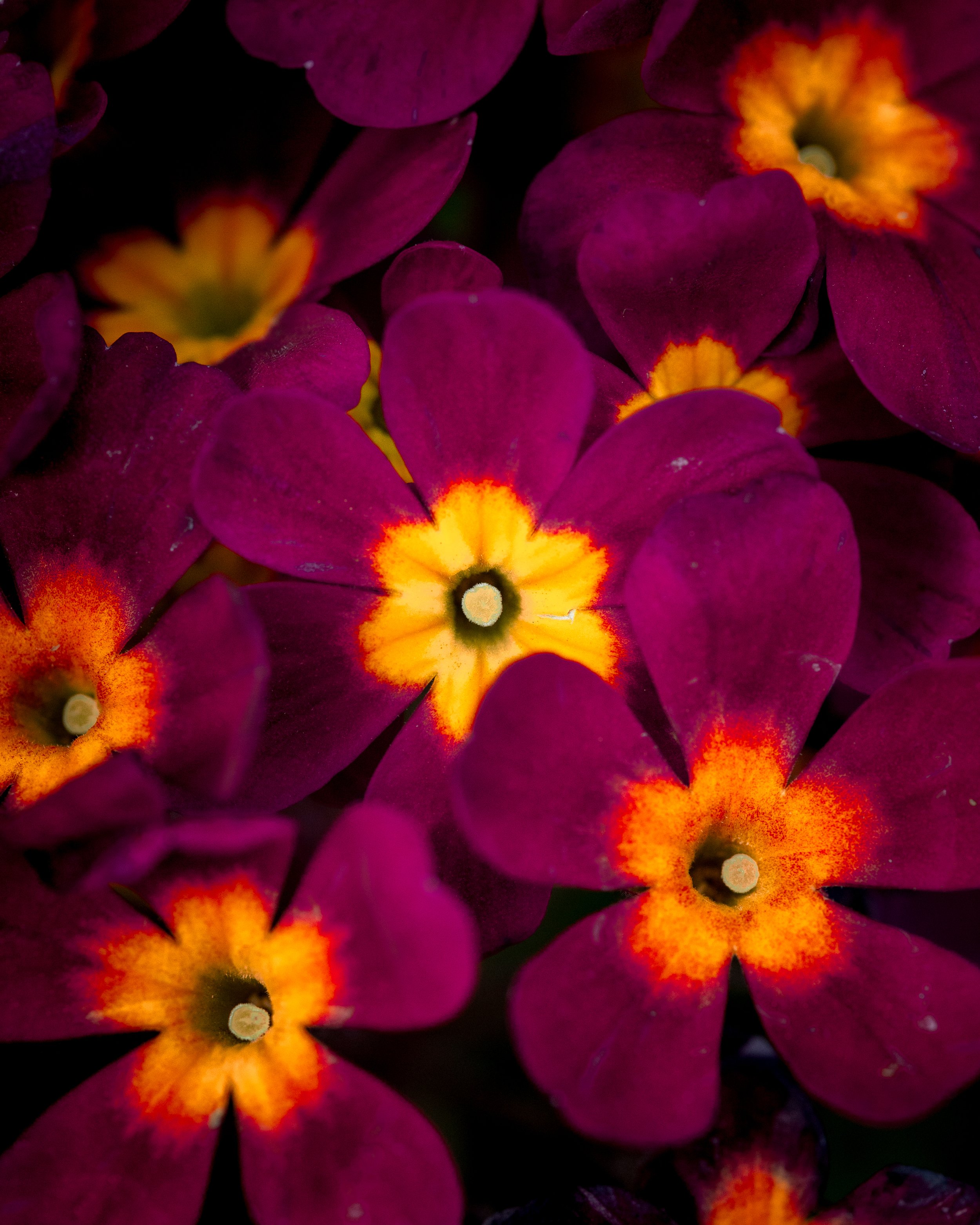 Primrose Congregation 8in x 10in