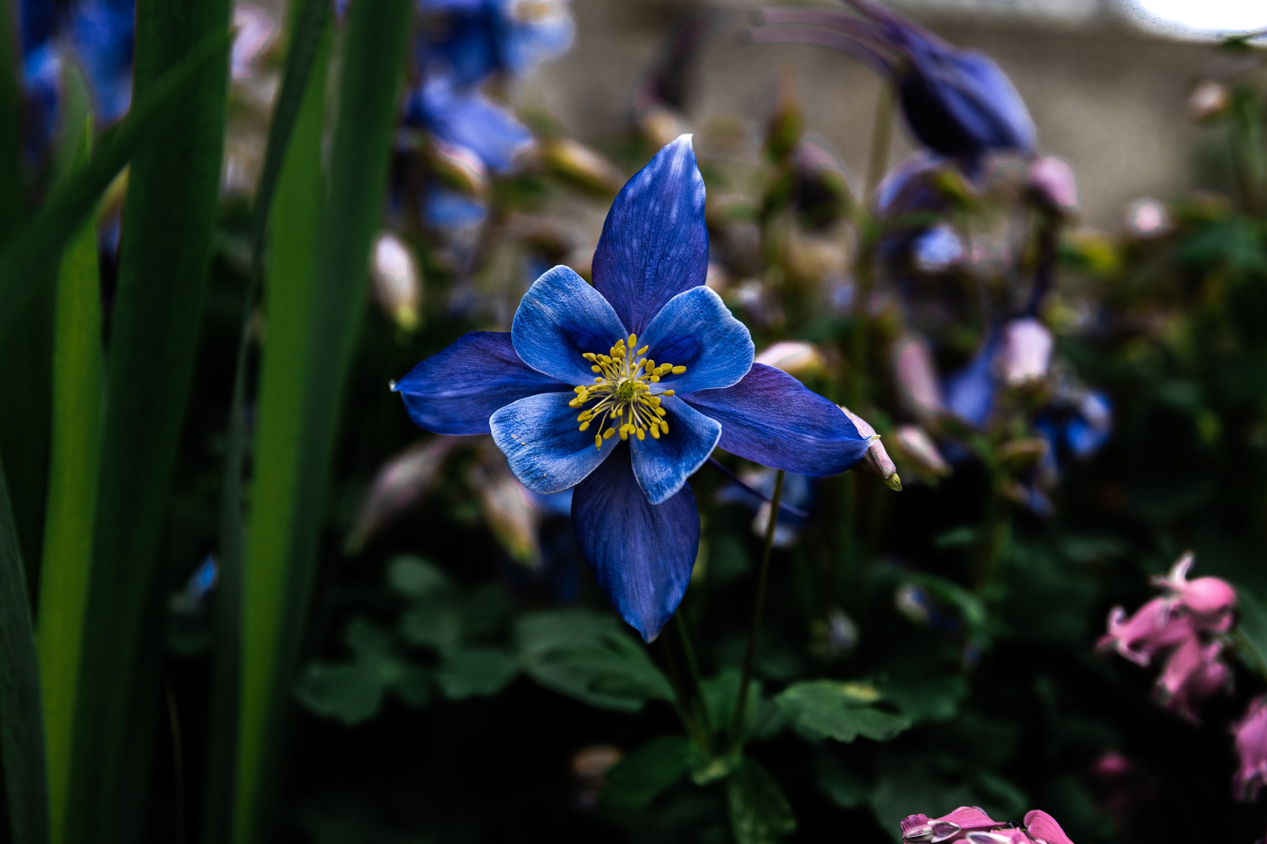 Flower-5.jpg