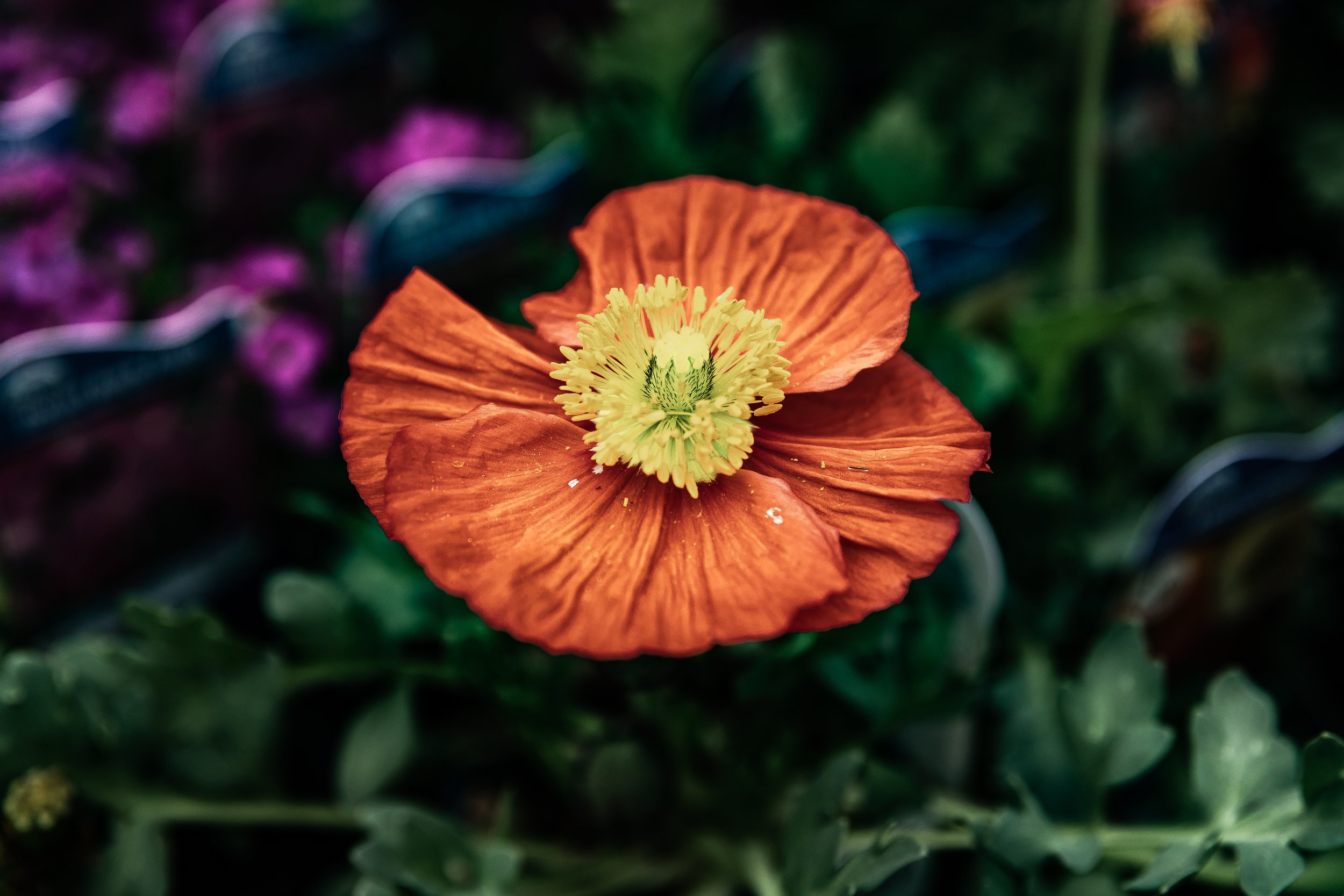 Iceland Poppy.jpg