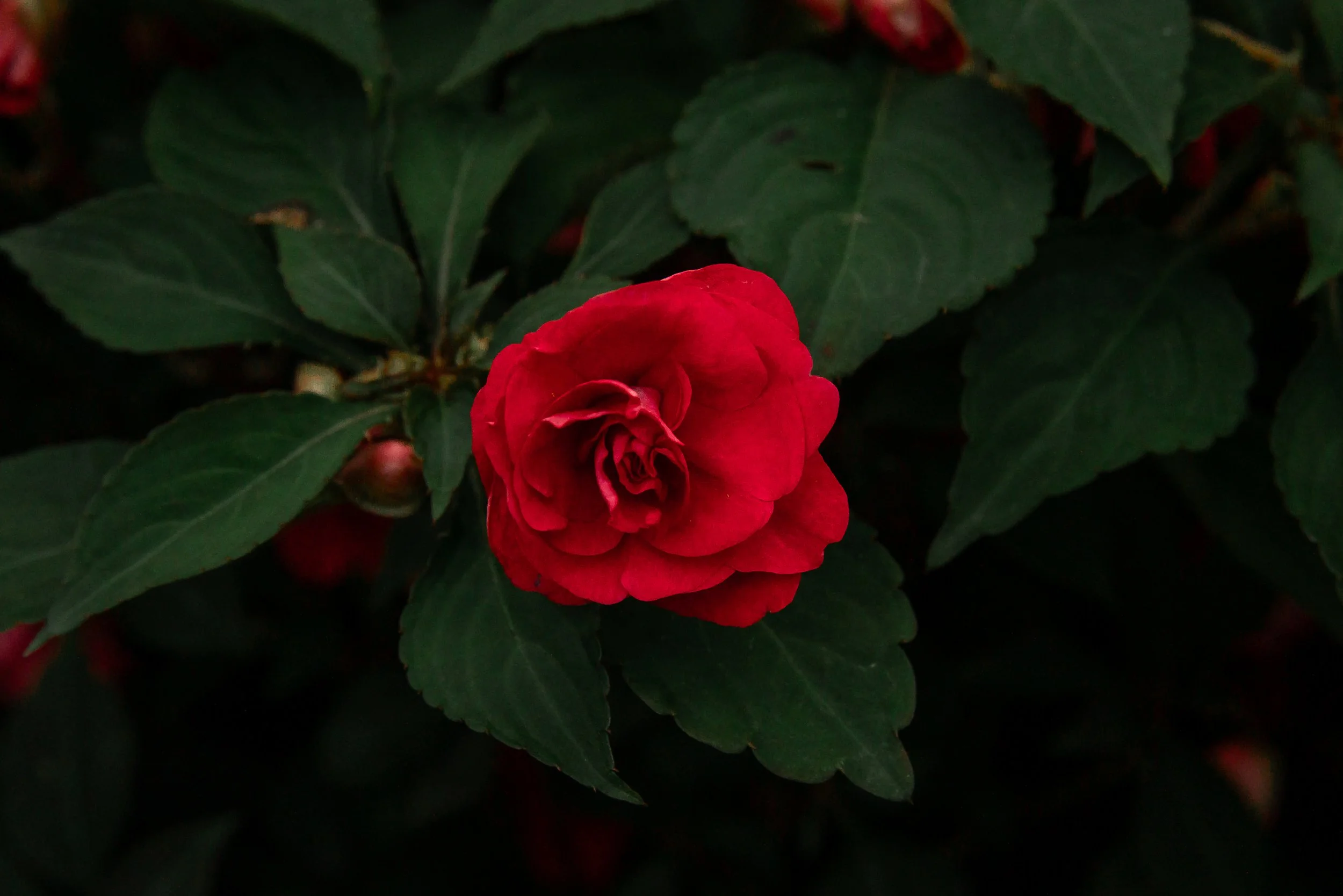 Garden-6.jpg