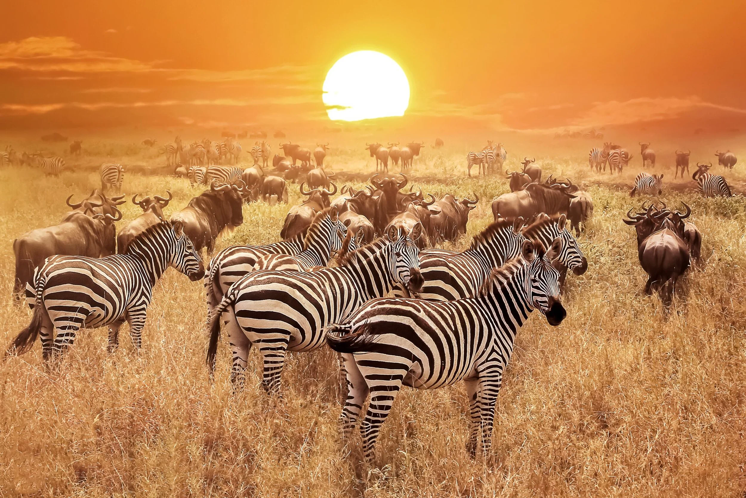 shutterstock_548615014-scaled.jpg