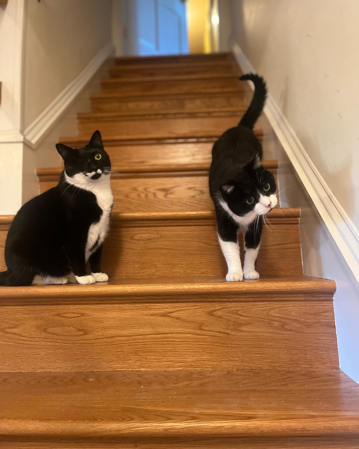 This is Adelie and Humboldt, The Domestic Short-Hairs &amp; todays Feline&rsquo;s of the Time. With such an elegant fur pattern it&rsquo;s hard to believe they&rsquo;re also some of the sweetest pets I get the pleasure of taking care of. Everyone be 