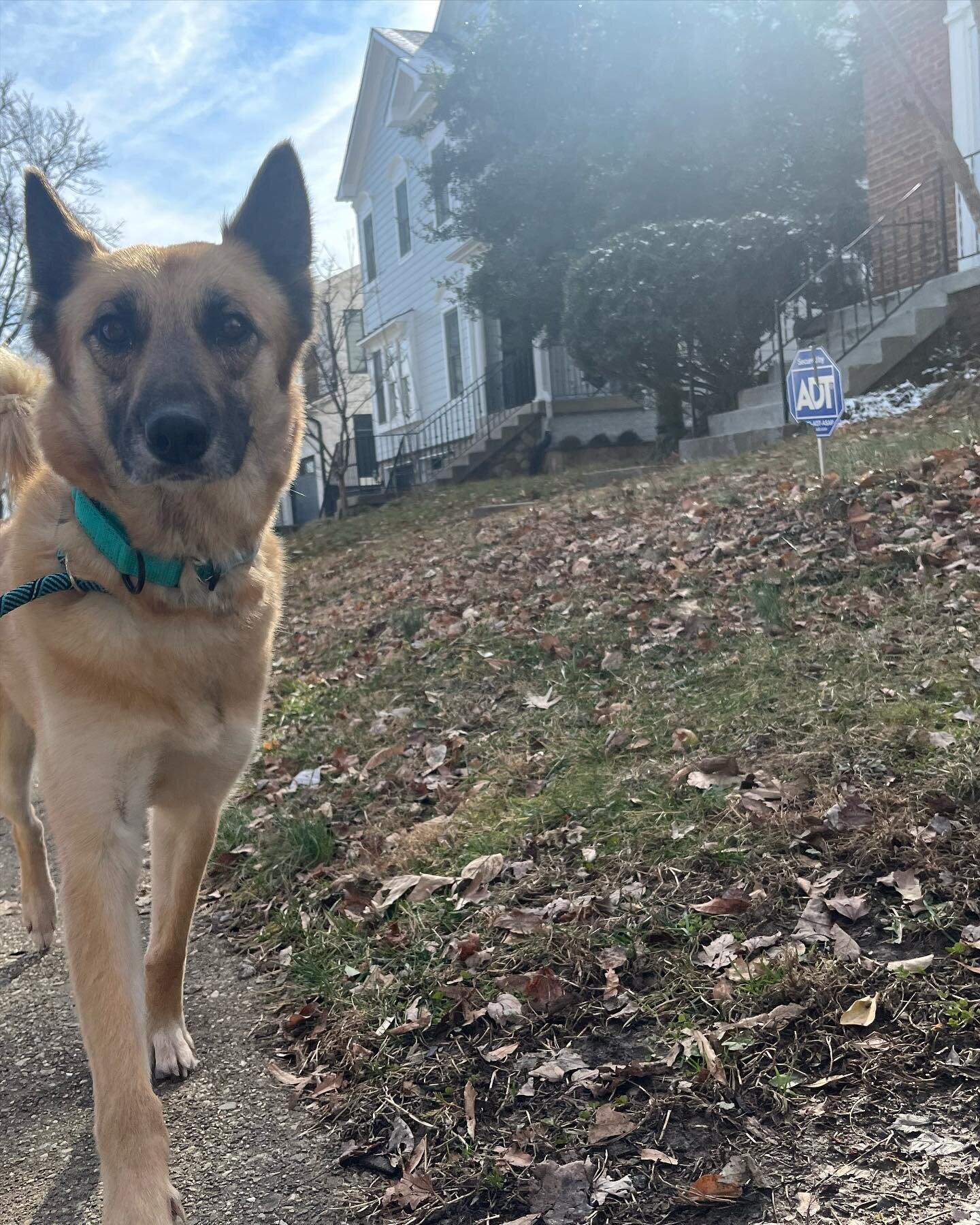 This is Misty, The Shepherd Mix, and todays Dog of the Day! She&rsquo;s pretty shy but has quite the spring to her step when she&rsquo;s walking. Everyone be kind to Misty today! :)