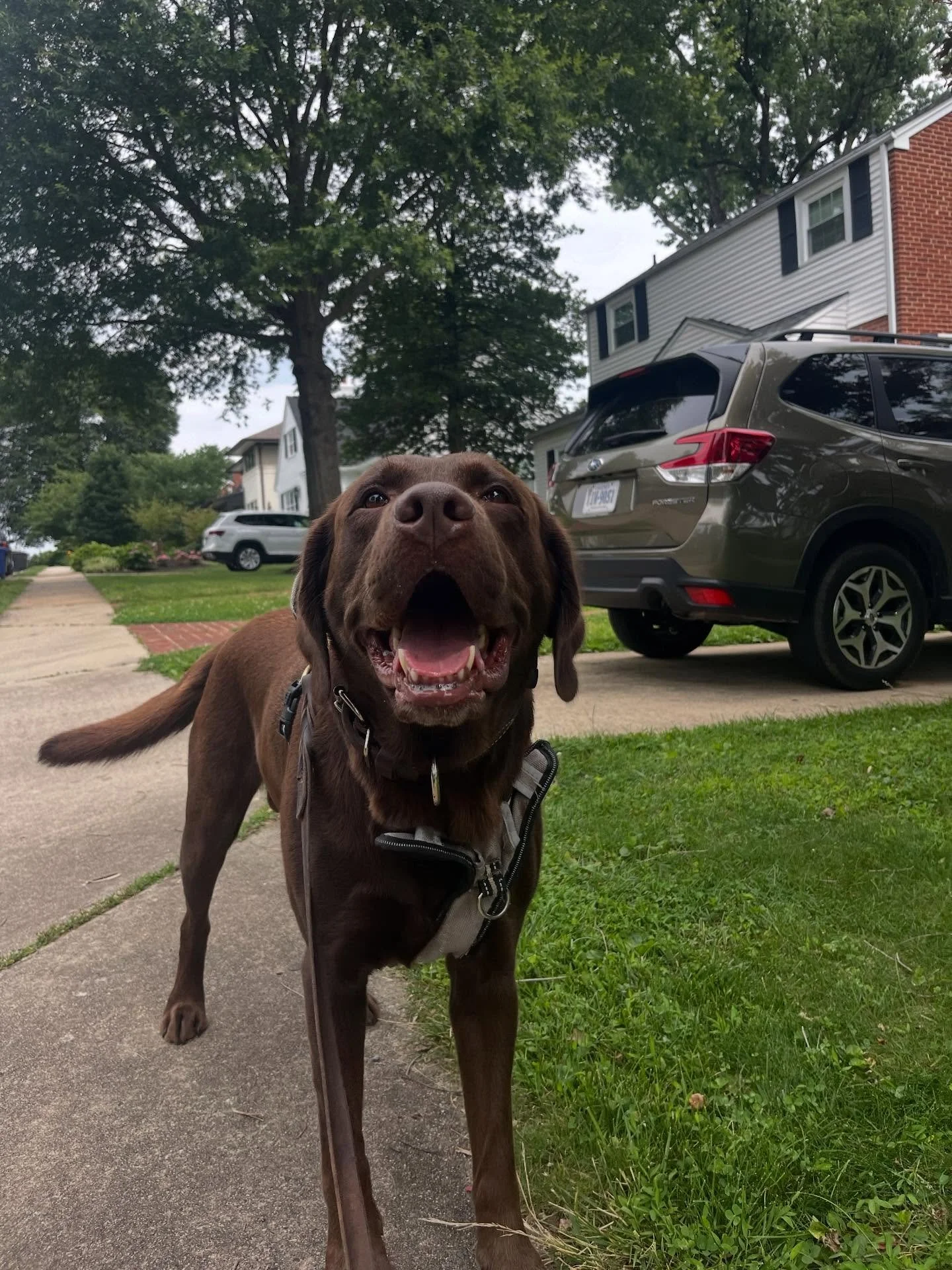 2025 Honorable Mention #petsoftheday
- Wyatt
- Osiris
- Stanley
- Ringo
- Lux
- Mysti
- Ollie
- Maggie/Maverick
- Ringo
- Maisey
- Roc
- Bodhi
- Max/Tommy
- Willa 
- Fluff/Lucy