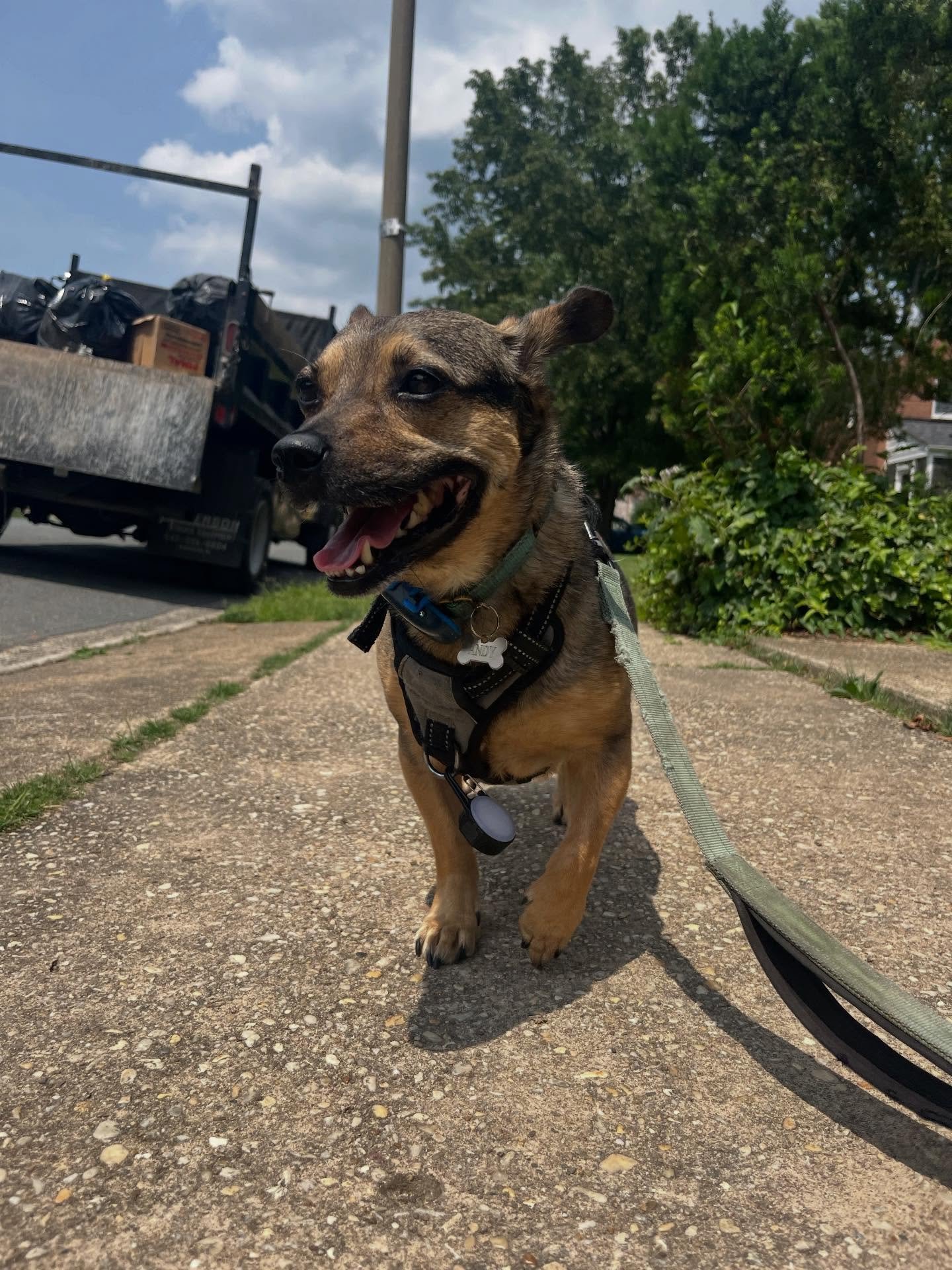 Andy 2025 highlights #dogoftheday