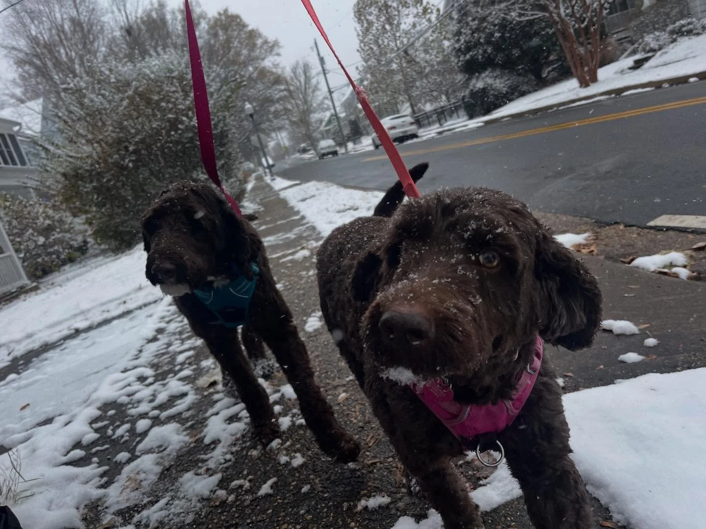 Ziggy/Zoe 2025 highlights #dogsoftheday