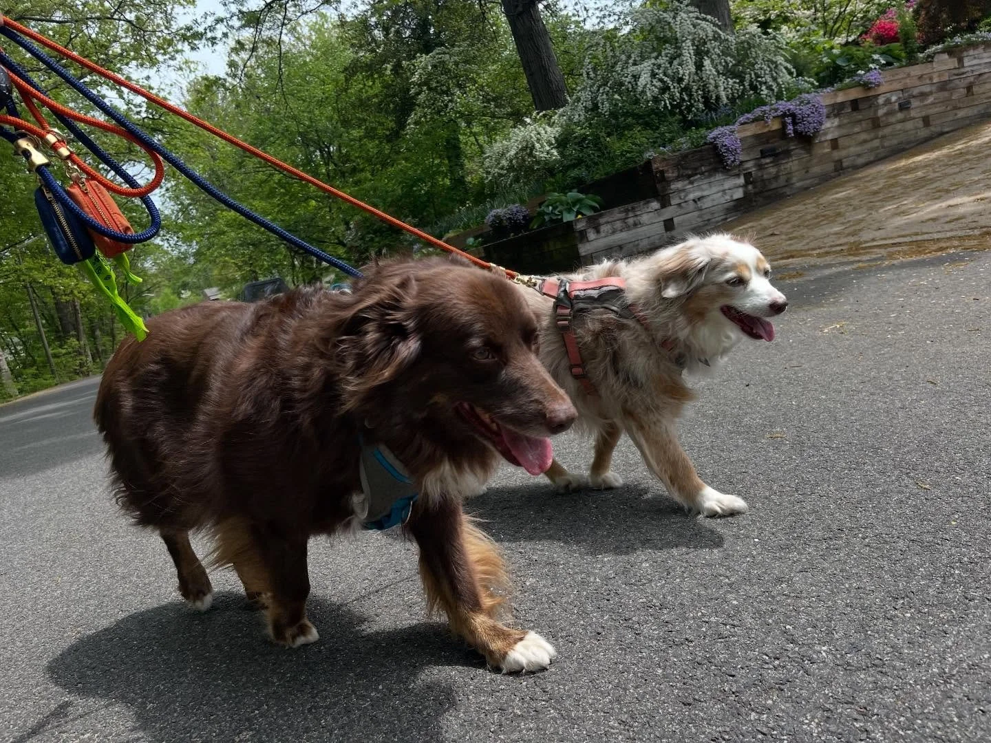 Belle &amp; Louie highlights 2025 #dogsoftheday