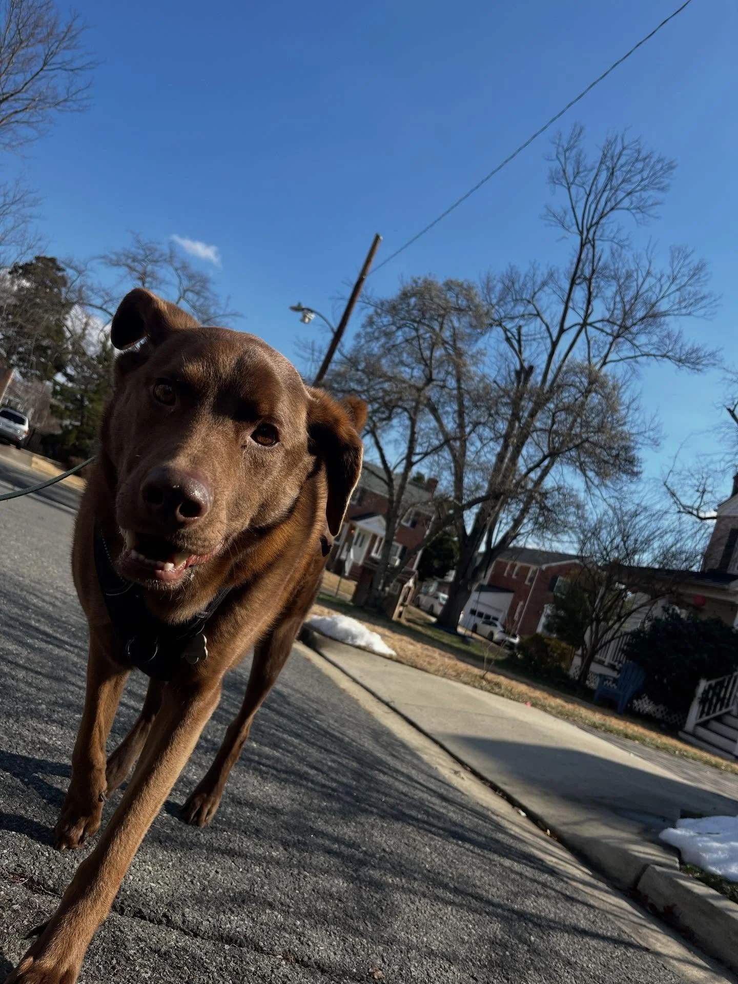 Cooper Teague 2025 highlights #dogoftheday