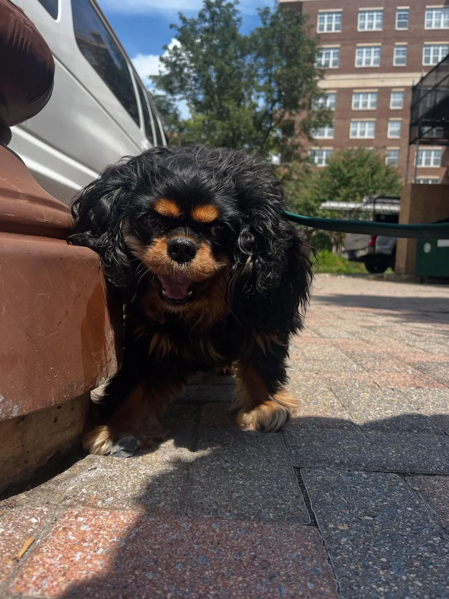 Pearl 2025 highlights #dogoftheday