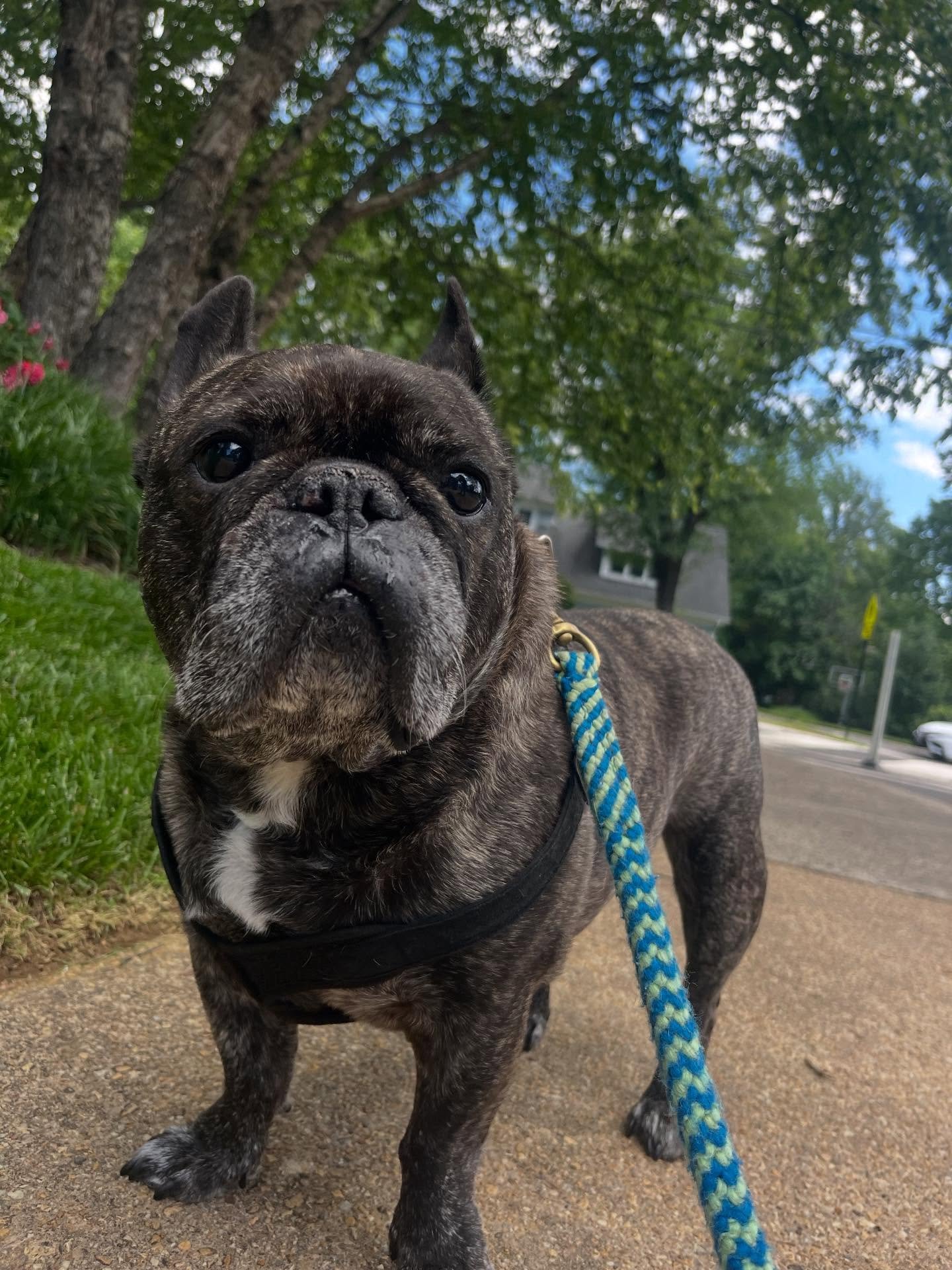 Louie Schroeder 2025 Highlights #dogoftheday