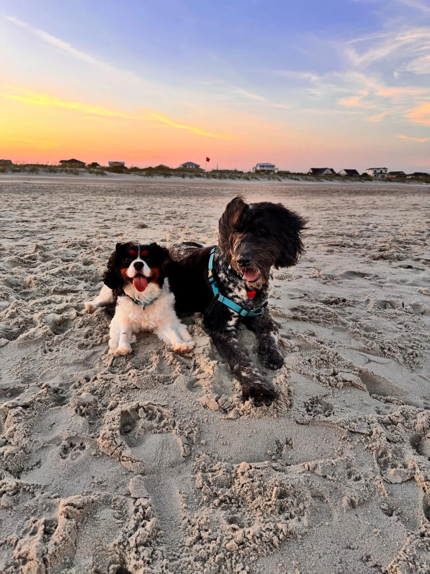 Buckee &amp; Checkers 2025 highlights #dogoftheday