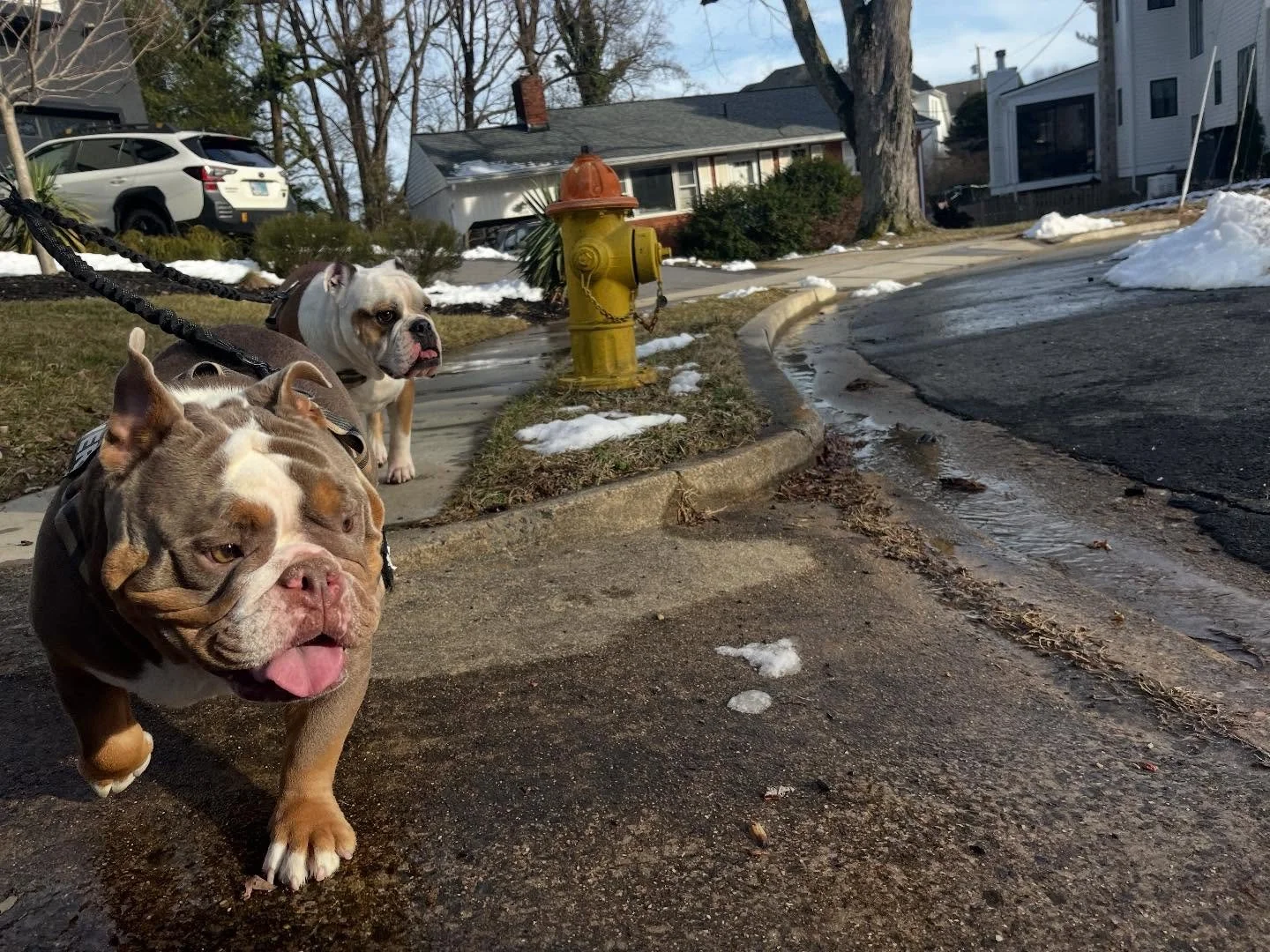 Boss &amp; Moose 2025 highlights #dogsoftheday